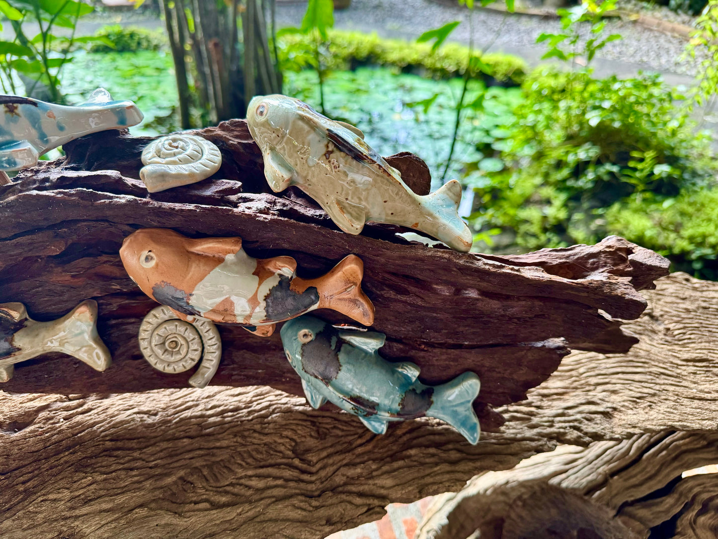 Kois and Mollusks on Driftwood Tabletop