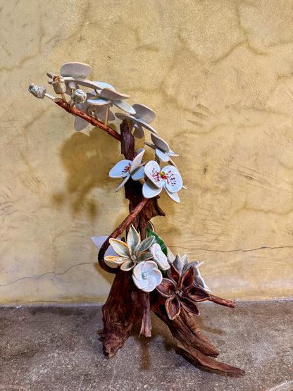 Phalaenopsis Tabletop