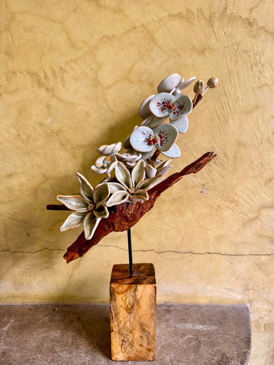 Phalaenopsis Tabletop