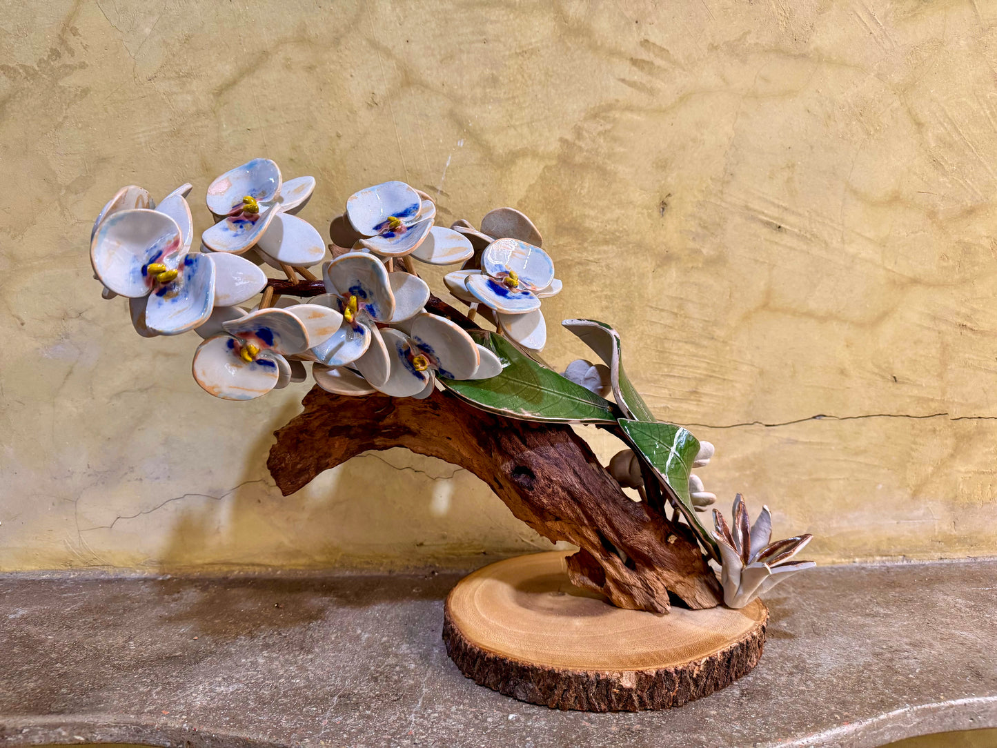 Phalaenopsis Tabletop