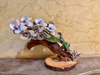 Phalaenopsis Tabletop