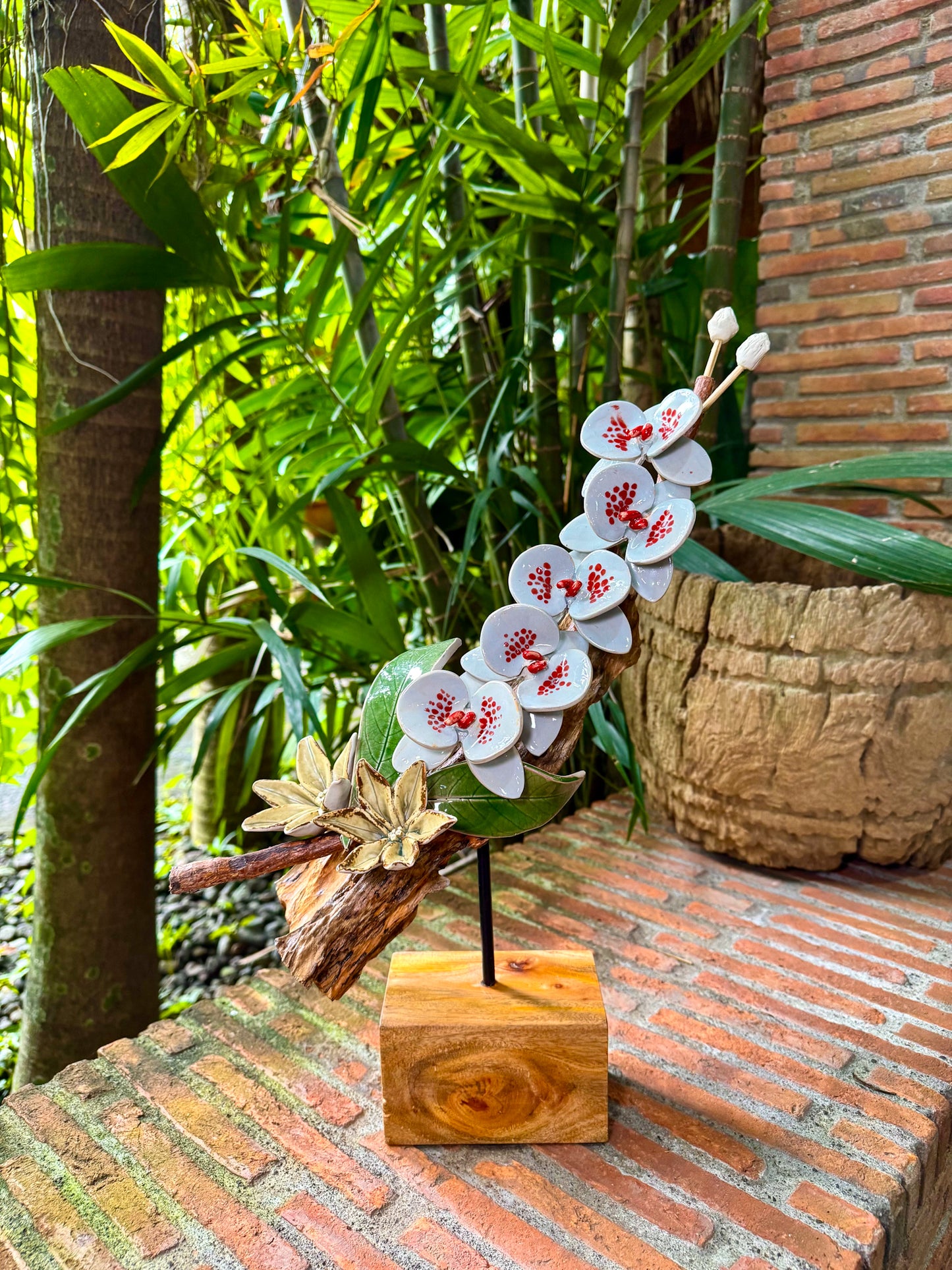 Phalaenopsis Tabletop