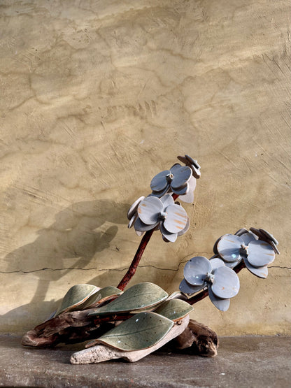 Phalaenopsis Tabletop