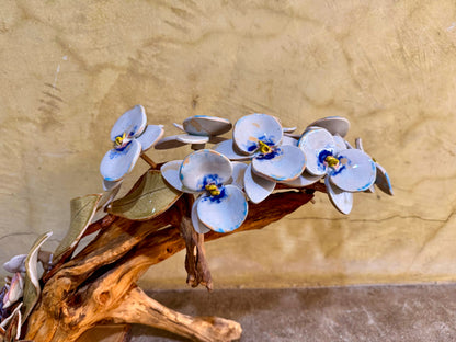 Phalaenopsis Tabletop