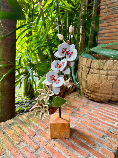 Phalaenopsis Tabletop