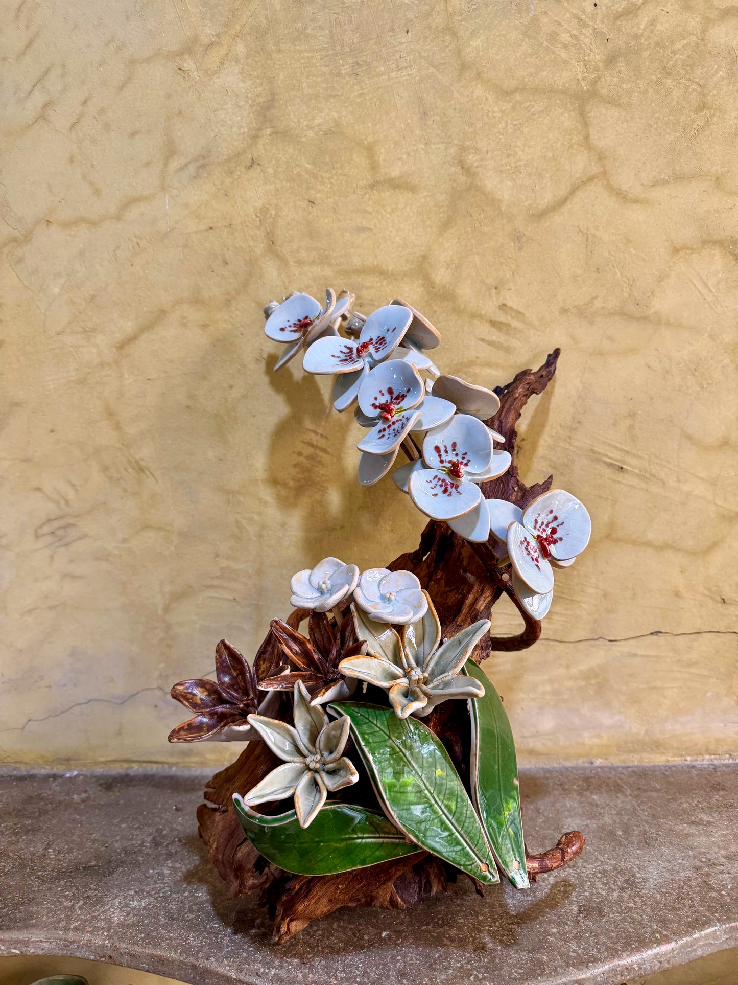 Phalaenopsis Tabletop