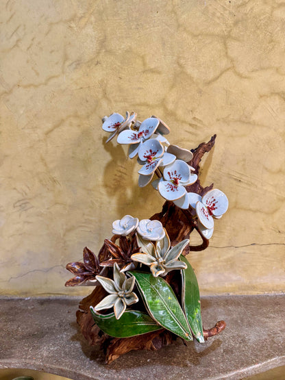 Phalaenopsis Tabletop