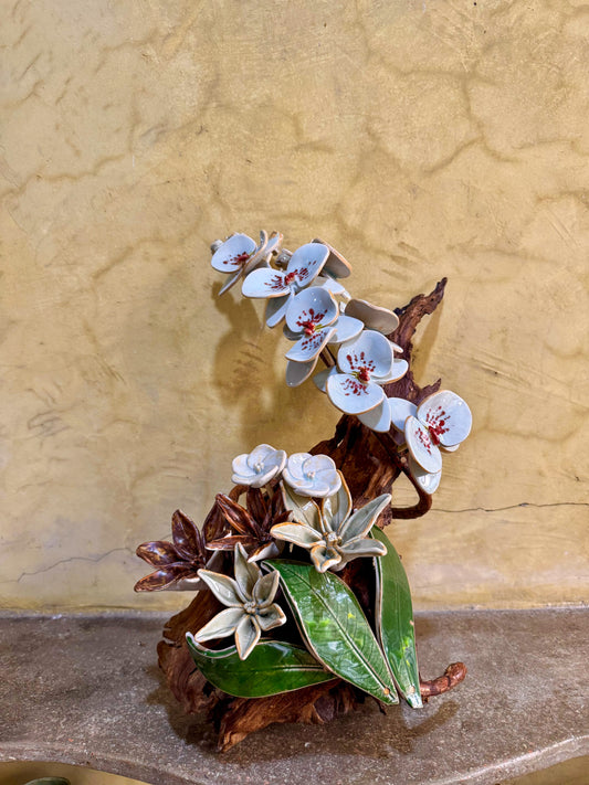 Phalaenopsis Tabletop