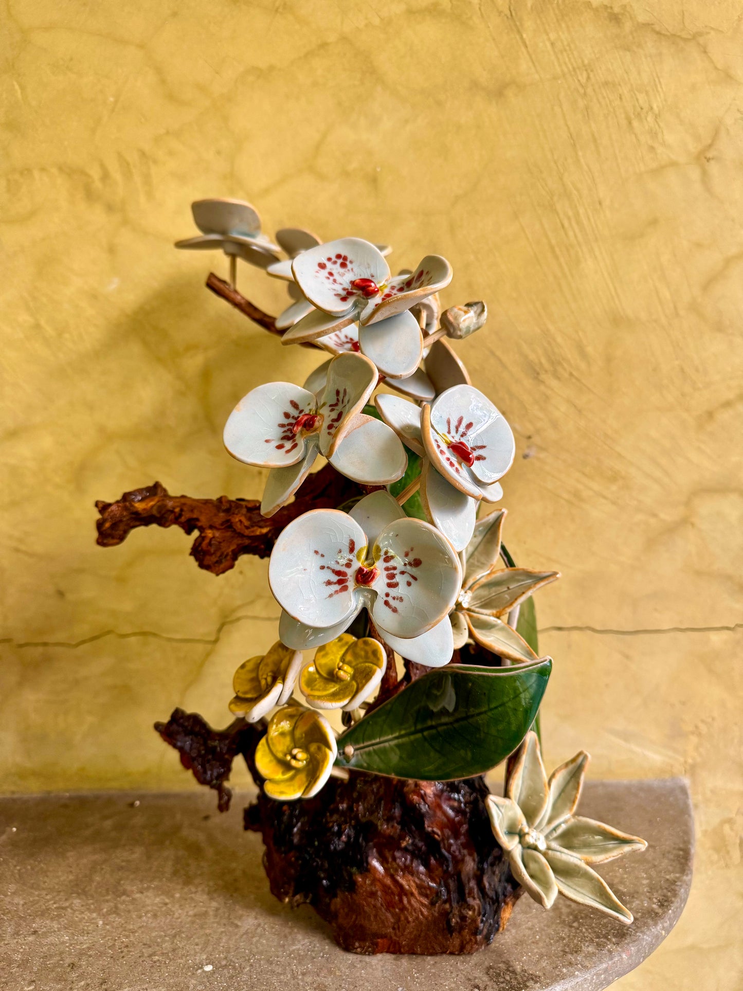 Phalaenopsis Tabletop