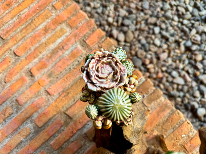 Succulents & Cactus Tabletop